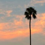 Tom Daley Instagram - 🌴 Los Angeles, California