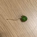 Tom Ellis Instagram - This pea was in my dinner. Is it me or does it look like an Incredible Hulk sperm?
