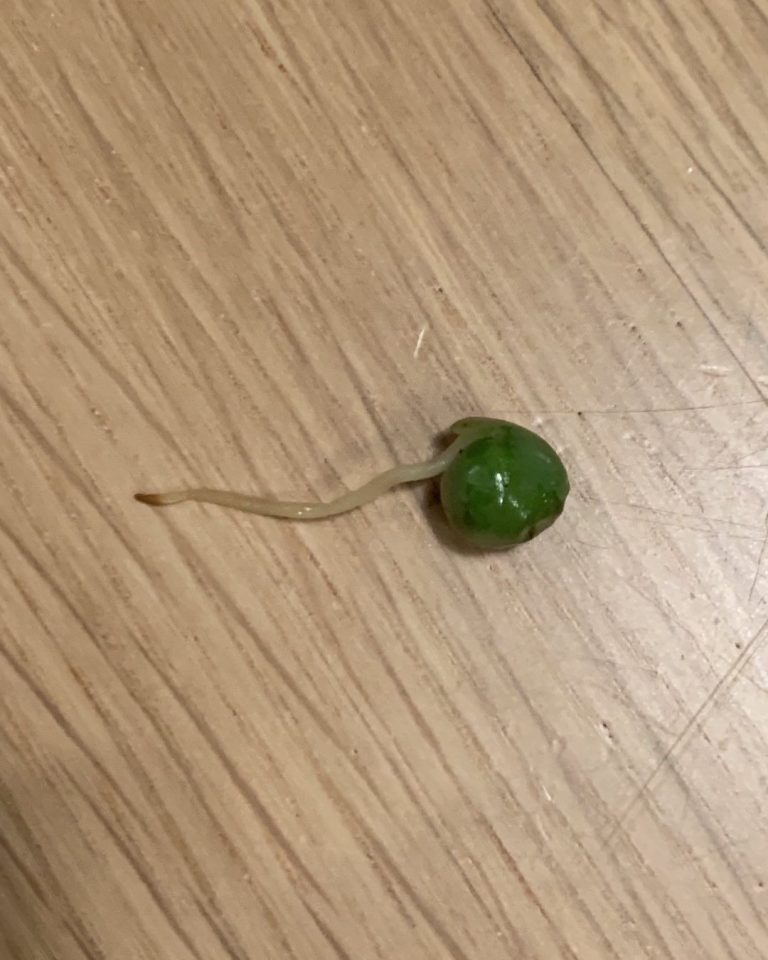 Tom Ellis Instagram - This pea was in my dinner. Is it me or does it look like an Incredible Hulk sperm?