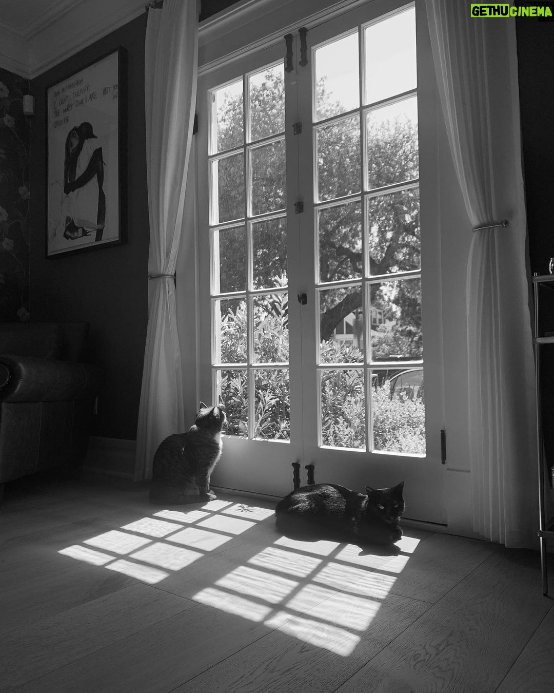 Tom Ellis Instagram - Cain and Abel finding their light. I taught them everything they know #actorscats🐱
