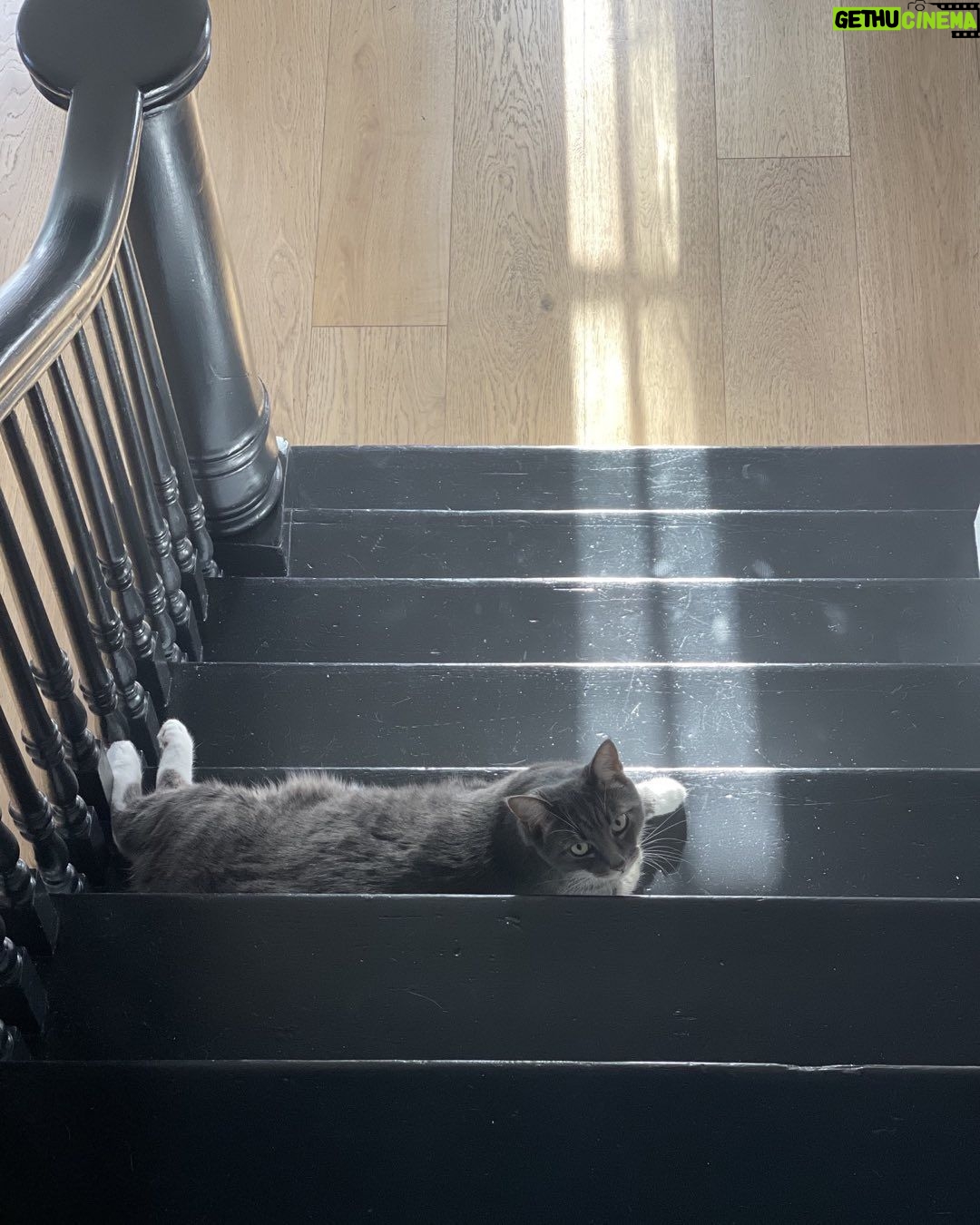 Tom Ellis Instagram - Abel Pretending he hasn’t woken us up and innocently waiting for breakfast. Butter wouldn’t melt. #catdaddy ❤️