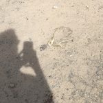 Tom Hanks Instagram - Historic Route 66. Roadkill? I hope not! Hanx.