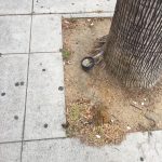 Tom Hanks Instagram - An hour later. Who took my brush??? Hanx