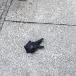 Tom Hanks Instagram - Insect? Bunny rabbit? Bird beak? Nope. Lost single glove, made of leather. Pricey loss. Hanx.