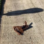 Tom Hanks Instagram - Look! Little lost bunny? Hanx