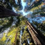 Tom Welling Instagram - Among giants