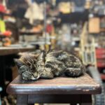 Tomoya Nagase Instagram - #chabottengineering #shinyakimura #cat
