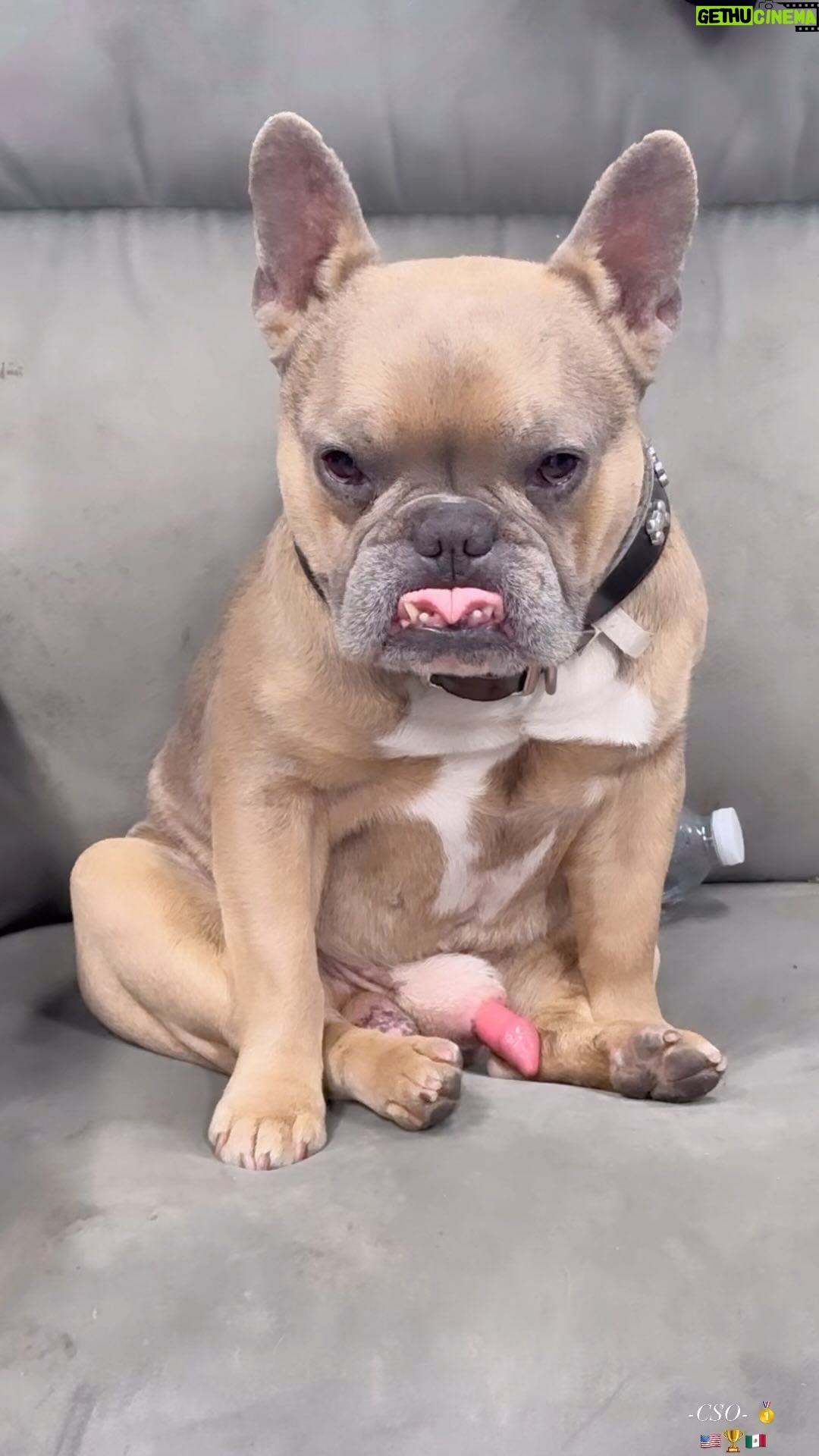 Tony Ferguson Instagram - “We Are Here To Throw Down ⚾️💨🍃 ” Good🐾Boy,.. Way To Hold Position💤Buddy *mack* 🤦♂️ D’arcemus🐕Maximus At His🥇Finest “Helllllloooo💄Ladiez!!! 💪🤣👍 Attn Crew🍃: D’arcemus Is Looking For A French Bitch To Make Some Pups 📈 DM for collab- Champ 🎓 -CSO- 🇺🇸🏆🇲🇽 # Team🐶ElCucuy # UnderByte4L # SDBullies