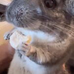 Tony Ferguson Instagram - Meet “Casanova” AKA The Fluffy☝️One “Helllllo😎Ladiez,…Ham🥪On” 💪🥴🫱 -CSO- Chin🐿️Chillin’ 🇺🇸🏆🇲🇽