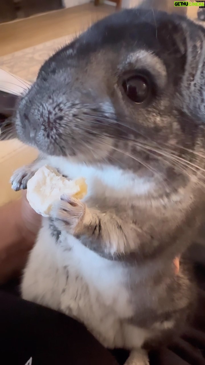 Tony Ferguson Instagram - Meet “Casanova” AKA The Fluffy☝️One “Helllllo😎Ladiez,…Ham🥪On” 💪🥴🫱 -CSO- Chin🐿️Chillin’ 🇺🇸🏆🇲🇽