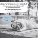Trai Nimtawat Instagram – พอกล้ามเนื้อเริ่มมากขึ้นเสื้อผ้าเก่าๆก็ใส่ไม่ได้ ผมจึงนำเสื้อผ้ามือสองออกมาขายเพื่อนำรายได้ทั้งหมดไปบริจาคให้มูลนิธิสงเคราะห์บ้านสัตว์พิการ สามารถเลือกดูได้ที่ @neoanimalcharity.project
