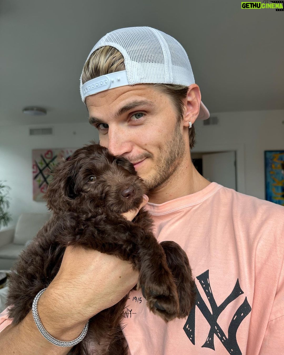 Twan Kuyper Instagram - Everyone knows I am the biggest dog dad so why not 1 more Mowgli needed a brother so I present you Baloo the newest member to the family