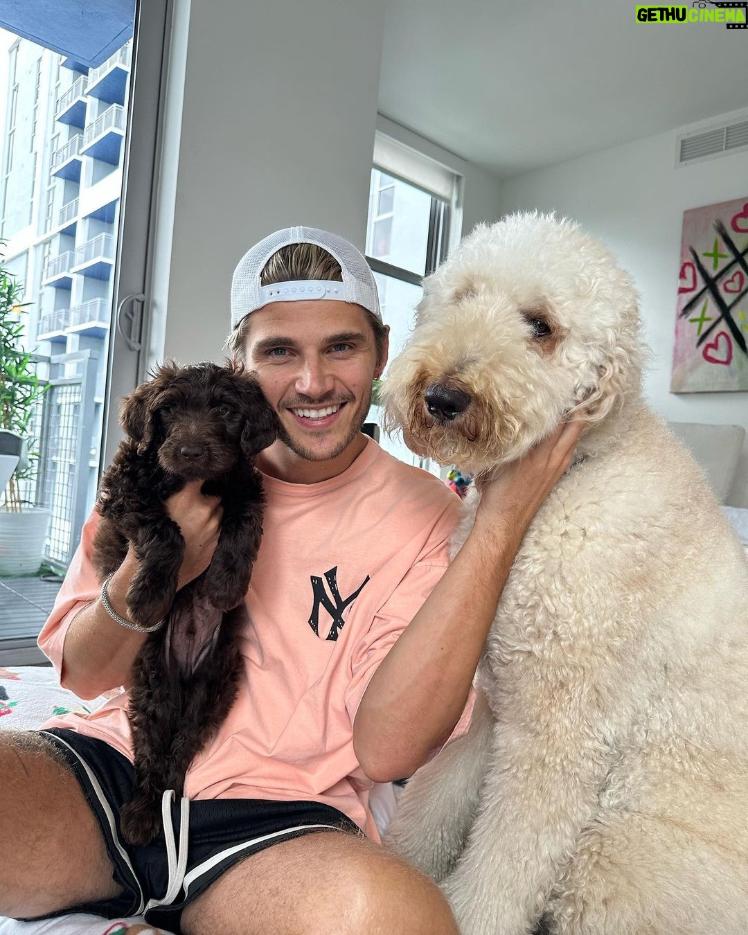 Twan Kuyper Instagram - Everyone knows I am the biggest dog dad so why not 1 more Mowgli needed a brother so I present you Baloo the newest member to the family