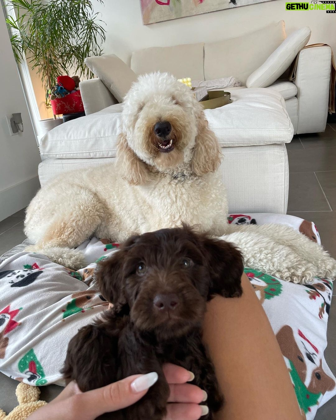 Twan Kuyper Instagram - Everyone knows I am the biggest dog dad so why not 1 more Mowgli needed a brother so I present you Baloo the newest member to the family
