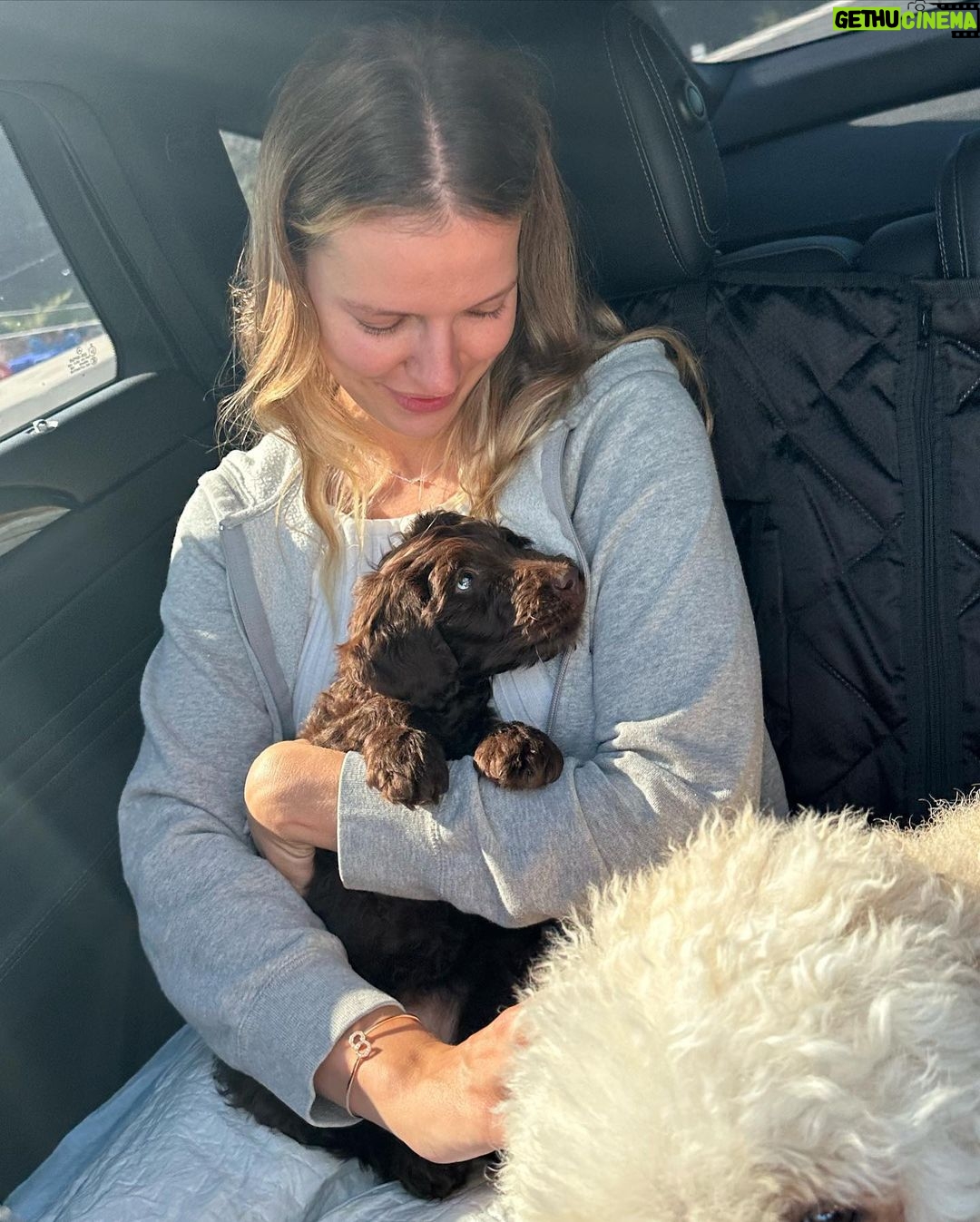 Twan Kuyper Instagram - Everyone knows I am the biggest dog dad so why not 1 more Mowgli needed a brother so I present you Baloo the newest member to the family