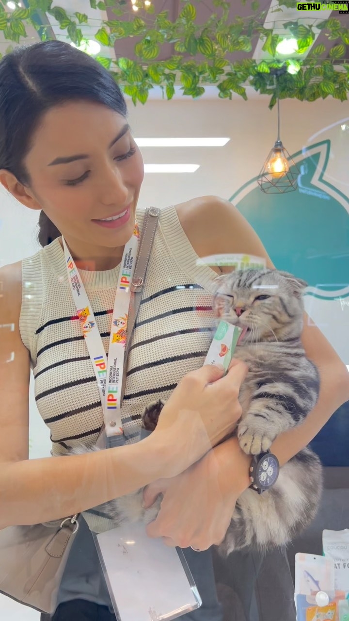 Tyas Mirasih Instagram - Seneng banget di tahun ini aku dan Kuaci bisa ikut bagian dalam pet expo terbesar di indonesia @iipe.official bersama dengan @coucou_indonesia di tgl 2 agustus 2023 kemarin. Disana aku juga bersama dengan drh Dinda Distika berbagi pengalaman dalam mengurus anabul dan juga memberikan edukasi tentang cara mencegah dan menangani ektoparasit pada kucing kesayangan kita. Sebagai cat owner dan juga cat lover, kita perlu lebih memperhatikan kesehatan kucing kita agar terhindar dari segala macam penyakit khususnya parasit seperti kutu dan tungau. Apa yang harus kita perhatikan agar kucing terhindar dari parasit? Bagaimana cara penanganan dan pencegahannya? Salah satunya pasti dengan memberikan asupan yang sehat untuk anabul kita, makanya aku juga memberikan info untuk anabul kita mengkonsumsi Coucou Dry Food Variant Tuna yang mengandung asam amino, minyak tuna, vitamin, dan protein tinggi yang bagus untuk kesehatan kulit dan bulu. Happy banget bisa ikut berbagi info. Thank you so much @coucou_indonesia & @iipe.official for the opportunity. Sampai jumpa lagi tahun depan ya 😻 📹 : @tengkutezi ICE Indonesia - Indonesia Convention Exhibition ICE BSD City