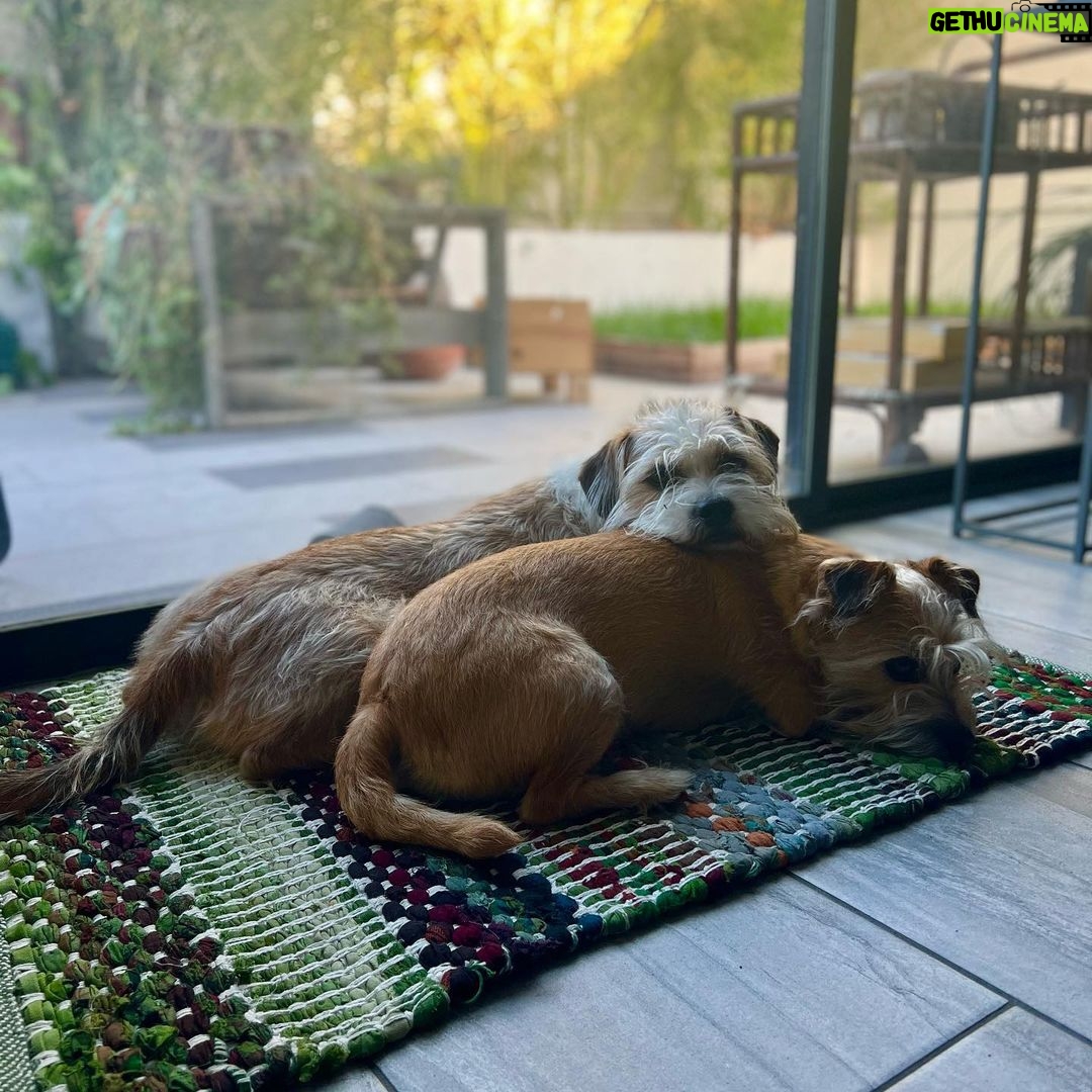 Tyler Oakley Instagram - happy second gotcha day to my lil man @croutonoakley. my brave little playful protector, he brings joy to my life every single day.
