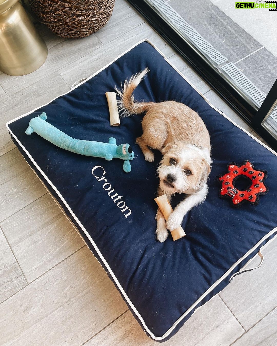 Tyler Oakley Instagram - happy second gotcha day to my lil man @croutonoakley. my brave little playful protector, he brings joy to my life every single day.