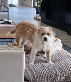 Tyler Oakley Instagram - celebrating #NationalPuppyDay the only way i know how (by making it about me) (look at the disgust in @croutonoakley’s eyes in the swipe)