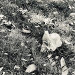 Tyra Banks Instagram - Real talk: @HarvardHBS has enriched me so much. The reunion last weekend was pretty cathartic. I took a sec and sat on a campus bench and snapped B/W photos of things around me. Just a 5 minute pause to take it all in. Now sharing with you. Keep educating yourself. Be an infinite learner. It’s truly the answer to prosperity and limitless growth. Stay curious. You got this! 💛Tyra @HBSalumni #HBSOPM #HBSforLife