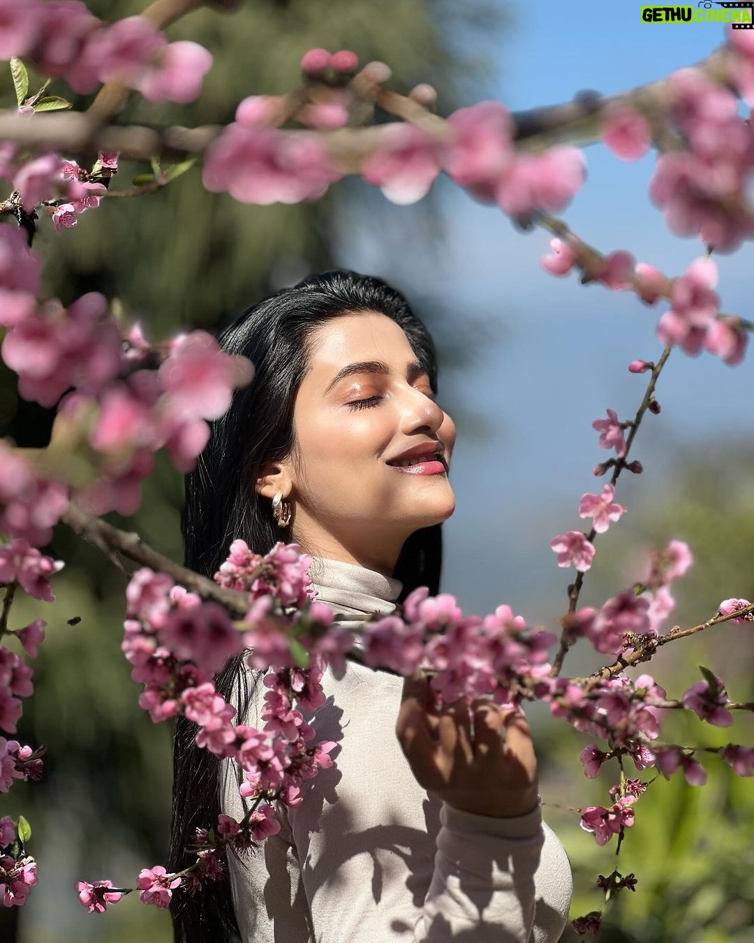 Ushasi Ray Instagram - πΈπΈπΈπΈπΈ πΈ @yudhajit_dey π @chhotahaazribytherajbaribawali Mim Tea Estate, Sukhia, Darjeeling, West Bengal, India.