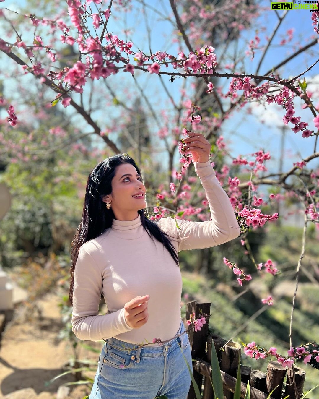 Ushasi Ray Instagram - πΈπΈπΈπΈπΈ πΈ @yudhajit_dey π @chhotahaazribytherajbaribawali Mim Tea Estate, Sukhia, Darjeeling, West Bengal, India.