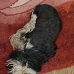 Ushna Shah Instagram - Missing Dog - goes by the name Loki. Has been missing from Karachi DHA phase 2 since last night. Reward ordered to anyone who can find him and knows his whereabouts. Please spread the word. 03337833112