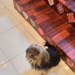 Ushna Shah Instagram - Installed iron grills (where they weren’t needed) with custom sized doggy doors because this little menace wakes up at 6 & we’d like to sleep in. She passes through all the doors, runs down to the yard every morning, does her business, wakes up the staff and comes back up within 10 mins to wake us up. She has decided to be the house alarm clock. Money not well spent. #martinatheyorkie