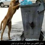 Ushna Shah Instagram - The fear in his eyes.. because some monsters won’t even let him eat from the trash. No living being should live like this.
