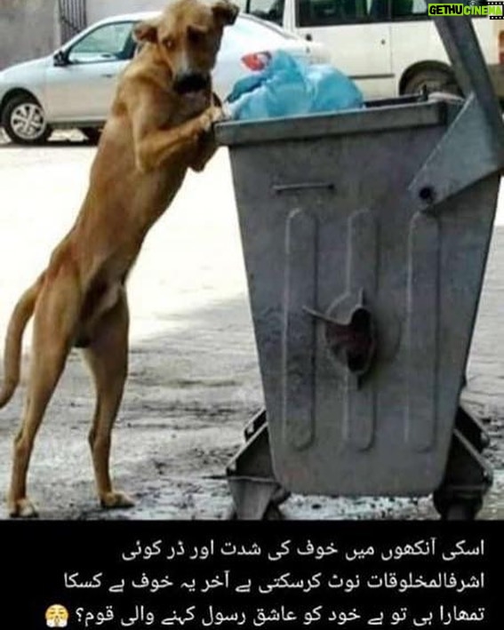 Ushna Shah Instagram - The fear in his eyes.. because some monsters won’t even let him eat from the trash. No living being should live like this.