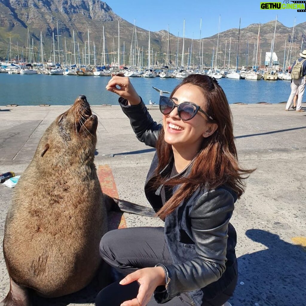 Ushna Shah Instagram - Seals really are the puppies of the ocean!⁣ The local “seal trainers” won’t tell you how they do it, but some of these babies swim down from their colony (second image, zoom in!) to the docks and end up being trained to do tricks for treats! Don’t worry, they’re totally free to swim back whenever they please. I saw it myself!⁣ ⁣ ⁣ ⁣ ⁣ ⁣ ⁣ #CapeTown 🌻⁣⁣⁣ @UshnaShah⁣⁣⁣ #Wanderlust #Travelgram #Ushna #Ushnashahtravels #SouthAfrica #Traveller #TravelDiaries #Explorer #GlobTrotter #TravelBug #DiscoverTheWorld #Incredible #ushnashah #sealcolony #capetownseals #seal⁣ #sealthedeal #beautifulsouthafrica Seal Colony at Hout Bay