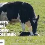 Ushna Shah Instagram - It is proven that cow milk enzymes are not good for humans. Milk does not need to be our source of calcium, as far as other consumption; we have many alternatives. The dairy industry is cruel. We practice monstrosity on a global scale, I pray this ends somehow. How are we so heartless. Who are we? #Repost @naturre with @get_repost ・・・ Mother helplessly chases after her stolen calf in heartbreaking video💔😢