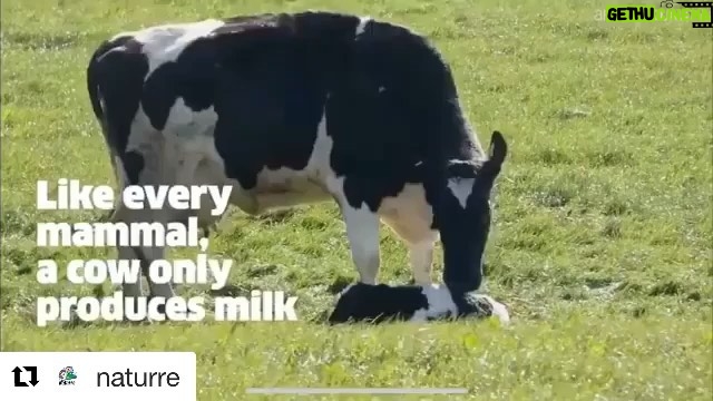 Ushna Shah Instagram - It is proven that cow milk enzymes are not good for humans. Milk does not need to be our source of calcium, as far as other consumption; we have many alternatives. The dairy industry is cruel. We practice monstrosity on a global scale, I pray this ends somehow. How are we so heartless. Who are we? #Repost @naturre with @get_repost ・・・ Mother helplessly chases after her stolen calf in heartbreaking video💔😢