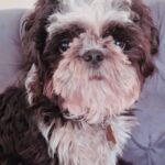Ushna Shah Instagram - Missing Dog - goes by the name Loki. Has been missing from Karachi DHA phase 2 since last night. Reward ordered to anyone who can find him and knows his whereabouts. Please spread the word. 03337833112