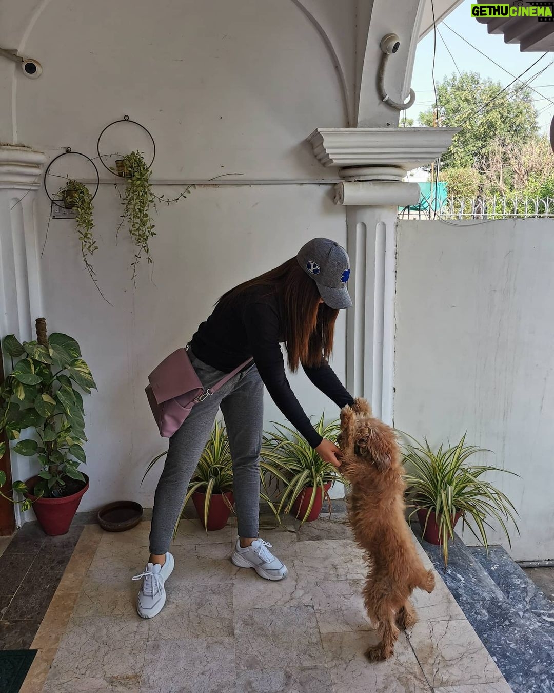 Ushna Shah Instagram - She wanted to drop me at the airport... (Iām back to being a brunette by the way) Her little paws almost stained my fresh @levispakistan kicks š š¾ #happymonday #ushnashah #livinginlevis @levis #airportswag #sweatpantsandsneakers #comfortfirst #potd #toypoodle #auburntoypoodle #audreythetoypoodle #ootd #darkhair
