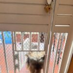 Ushna Shah Instagram - Installed iron grills (where they weren’t needed) with custom sized doggy doors because this little menace wakes up at 6 & we’d like to sleep in. She passes through all the doors, runs down to the yard every morning, does her business, wakes up the staff and comes back up within 10 mins to wake us up. She has decided to be the house alarm clock. Money not well spent. #martinatheyorkie