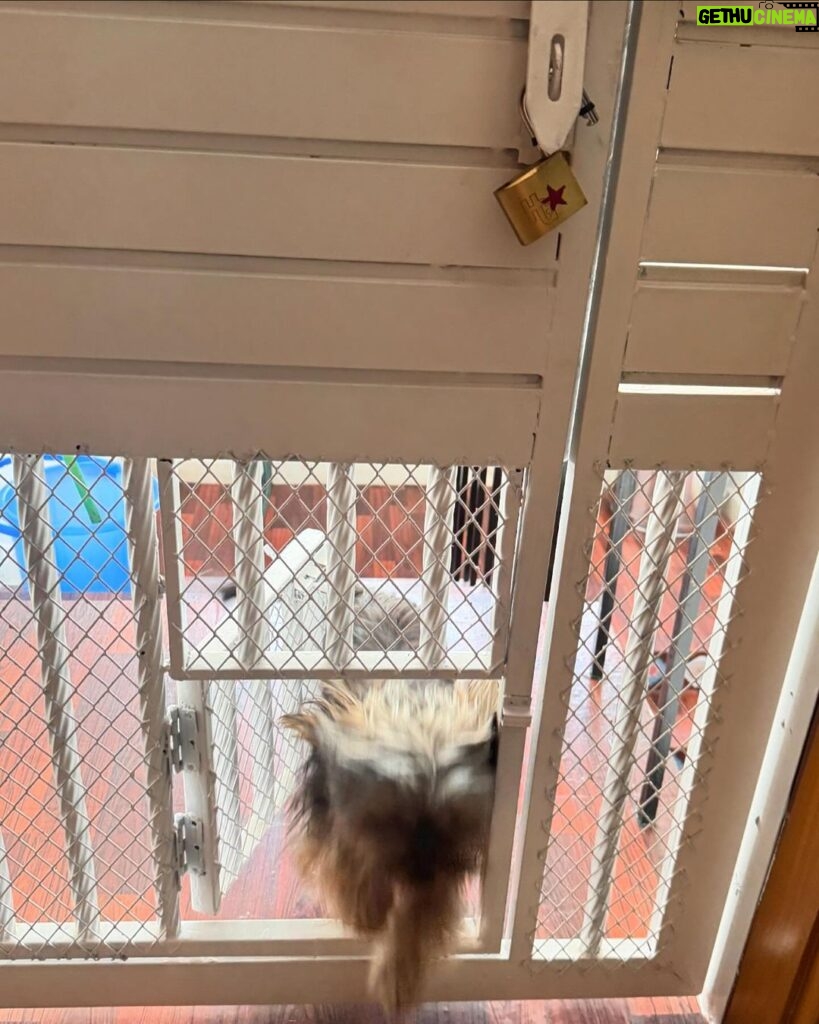Ushna Shah Instagram - Installed iron grills (where they weren’t needed) with custom sized doggy doors because this little menace wakes up at 6 & we’d like to sleep in. She passes through all the doors, runs down to the yard every morning, does her business, wakes up the staff and comes back up within 10 mins to wake us up. She has decided to be the house alarm clock. Money not well spent. #martinatheyorkie