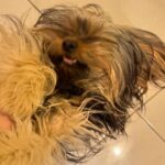 Ushna Shah Instagram - Installed iron grills (where they weren’t needed) with custom sized doggy doors because this little menace wakes up at 6 & we’d like to sleep in. She passes through all the doors, runs down to the yard every morning, does her business, wakes up the staff and comes back up within 10 mins to wake us up. She has decided to be the house alarm clock. Money not well spent. #martinatheyorkie