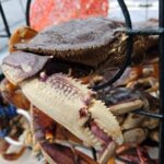 Valentina Shevchenko Instagram - #DungenessCrab of Puget Sound 🦀 Winter fishing is so adventurous 🙂 #WinterFishing #WashingtonState #PugetSound