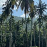 Valentina Shevchenko Instagram - Jungle of coconut trees 🌴🥥 And fresh made #coconutoil right from the local farm 🥰 #Thailand #Samui #Travel Koh Samui Island, Thailand