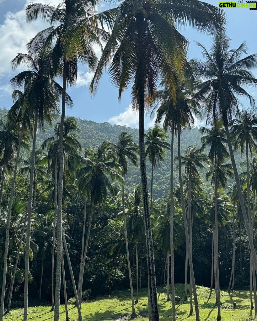 Valentina Shevchenko Instagram - Jungle of coconut trees 🌴🥥 And fresh made #coconutoil right from the local farm 🥰 #Thailand #Samui #Travel Koh Samui Island, Thailand