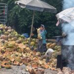 Valentina Shevchenko Instagram - Jungle of coconut trees 🌴🥥 And fresh made #coconutoil right from the local farm 🥰 #Thailand #Samui #Travel Koh Samui Island, Thailand