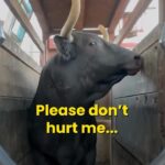 Vedhika Instagram – They are begging for our mercy. Would you still want to hurt them? 
Sadly and shockingly India is one of the top 3 exporters of beef in the world 💔🙏let’s spare them and all other animals. #GoVegan Say no to dairy too🙏
🎥 v.c @kinder.world