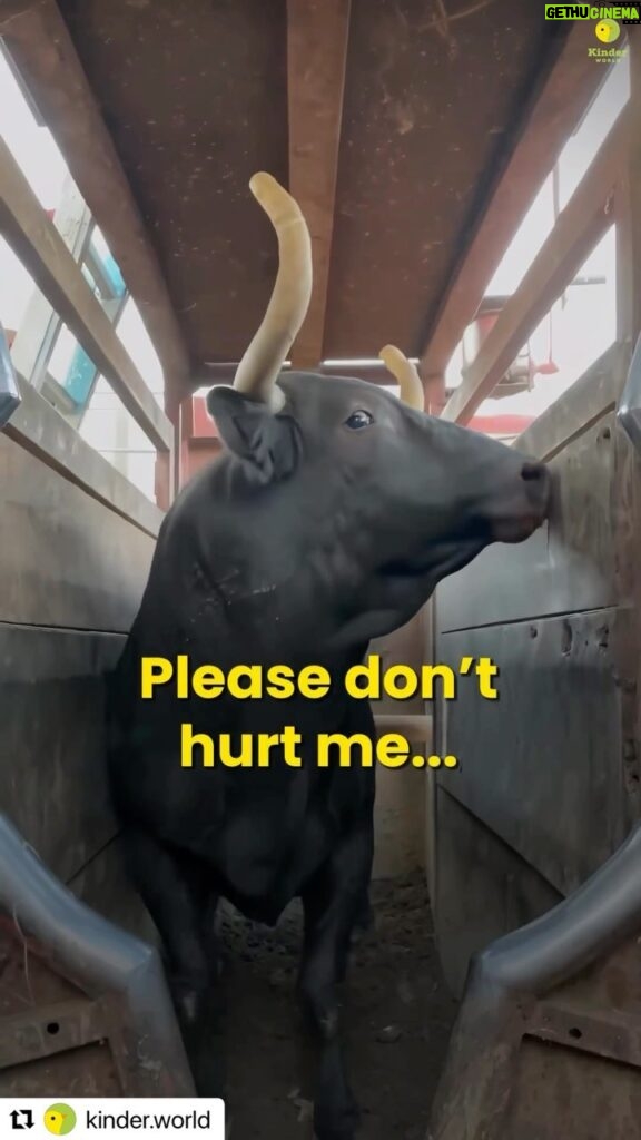 Vedhika Instagram - They are begging for our mercy. Would you still want to hurt them? Sadly and shockingly India is one of the top 3 exporters of beef in the world 💔🙏let’s spare them and all other animals. #GoVegan Say no to dairy too🙏 🎥 v.c @kinder.world