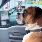Verónica Lozano Instagram – Yo en hora pico cuando  bardeo a otro conduct@r y me alcanza en el semáforo 🚦😅