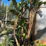 Verónica Lozano Instagram – Carrete de 𝗱𝗼𝗺𝗶𝗻𝗴𝗼 🦄❤️🌷
Solo quiero ver el jardin crecer. Alicia en el Pais de las Maravillas 🧚‍♂️