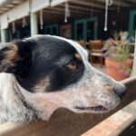 Verónica Lozano Instagram – ❣️🦄🧚‍♂️🌷🤠🐈🐶•
Feriado del amor 🇺🇾