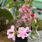 Verónica Lozano Instagram – Carrete de 𝗱𝗼𝗺𝗶𝗻𝗴𝗼 🦄❤️🌷
Solo quiero ver el jardin crecer. Alicia en el Pais de las Maravillas 🧚‍♂️