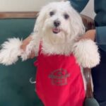 Vikas Khanna Instagram – My Maa sent this & I was not ready for so much cuteness today. 🧑‍🍳🥰🤣🙈❤️🐾

Let me know what you think about my “Paw Paw Chef”? 

@bungalowny opens in 17 Days.
