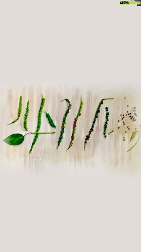 Vikas Khanna Instagram - Black Pepper - This humble spice changed the course of mankind. No doubt it was known as black gold. Columbus was in search of these vines from India, when he discovered the New World. I have hand picked the worlds best variety from Tellicherry to be used at Bungalow in one dish. Can’t wait to unveil the creation tomorrow. Trivia- Did you know that Black Pepper is water pollinated? Which means that every drop of rain that falls on the vines carries the pollen to the blossoms below. The leaves are like umbrella to create the perfect speed & precision. A perfect example of Indian soil, rain, gravity & sun. Black Pepper is a poetry of nature. 29 Days To Go! Art - @sagar_art_creation Edit - @vinayypandeyy